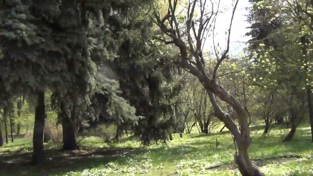 Ботанический сад Зацвели магнолии! 14.04.2016 смотреть онлайн