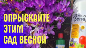 Первый КОКТЕЙЛЬ ОТ БОЛЕЗНЕЙ И ВРЕДИТЕЛЕЙ! Чем опрыскать РОЗЫ И САД ВЕСНОЙ!