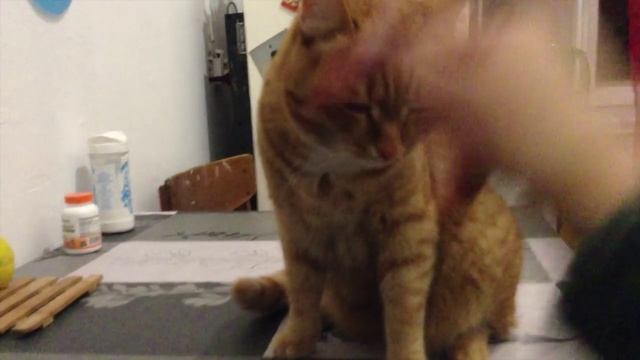 КАК ОТУЧИТЬ КОТА СИДЕТЬ НА СТОЛЕ // Тьюториал смотреть онлайн