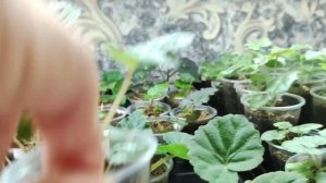 Клубневая бегония из семян.Рассаде 3 месяца.Полив.Подсветка.Подкормка.Цветы для дома и сада.