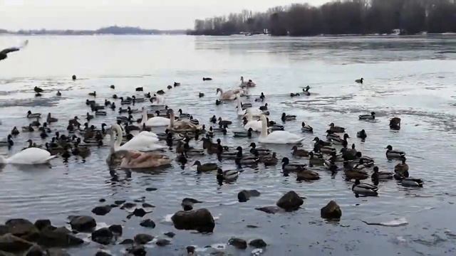 Гостеприимный Днепр. Утки и лебеди в Киеве в парке Наталка. Зимовье птиц на Днепре. смотреть онлайн