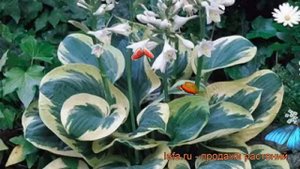 Хоста гибридная Сноу Кэп (hosta) ? хоста Сноу Кэп обзор: как сажать рассада хосты Сноу Кэп