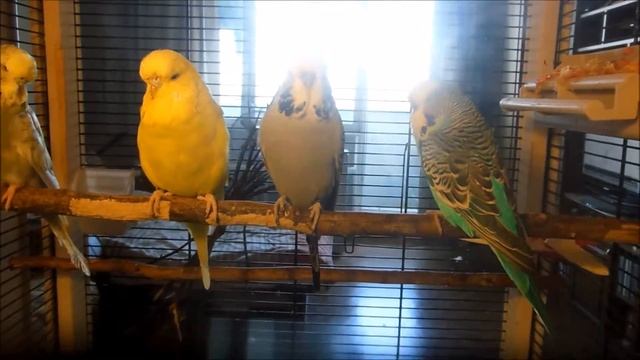 Выставочные волнистые попугаи "Чехи" Увлажнение комнаты смотреть онлайн