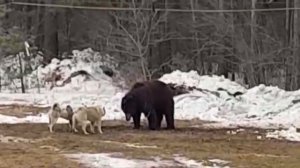 Испытания ЗСЛ по подсадному медведю. Западносибирская Лайка. Полевые испытания и тренировка.