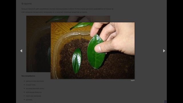 Размножение замиокулькаса листом в домашних условиях: как укоренить цветок в воде или грунте смотреть онлайн