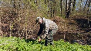 Пирожки со снытью и медуницей