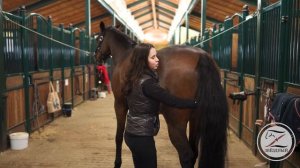 Гимнастика для лошадей. Язык лошадей.