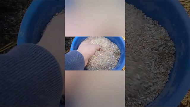 ЧИМ Я ГОДУЮ, СВОЇХ КУРЕЙ.ПІВЕНЬ- ПІВНЮ НЕ ТОВАРИШ. смотреть онлайн