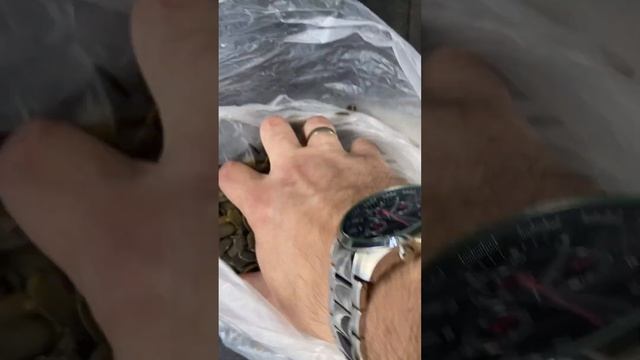 Тыквенные семечки, урожай 2022 смотреть онлайн