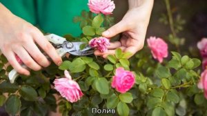 Почему у розы сохнут бутоны не распустившись