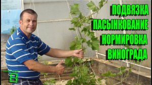 ПОДВЯЗКА, НОРМИРОВКА И ПАСЫНКОВАНИЕ ВИНОГРАДНОГО КУСТА. СЕВЕРНЫЙ ВИНОГРАДНИК С "0".