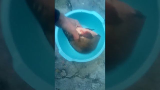 рыболовные сети на заказ есть улов 095 460 64 29 звоните смотреть онлайн