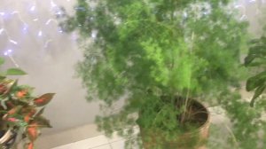 ⚙️884⚙️ Планета Железяка 🔧 ⚙️ 🔩 В знакомом местечке 🍃 🐒 🐒 🐒 обезьянки саймири 🐟 карпы кои