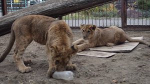 Львята Ричард и Леро в Пермском зоопарке