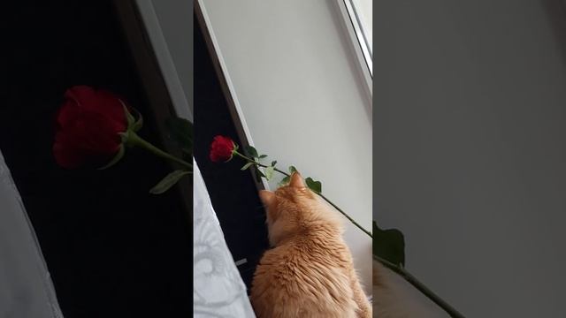 Это явно любовь...Весна...Март...Роза романтика смотреть онлайн