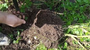 Картофель синеглазка пробуем копать. Молодая картошка.