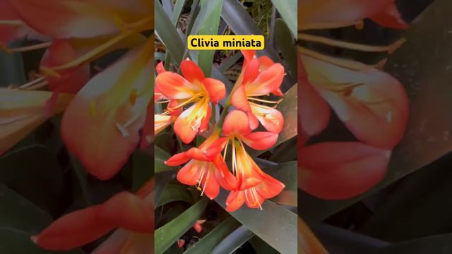 Clivia miniata | Natal lily | Bush lily #love #plant #beauty #flower