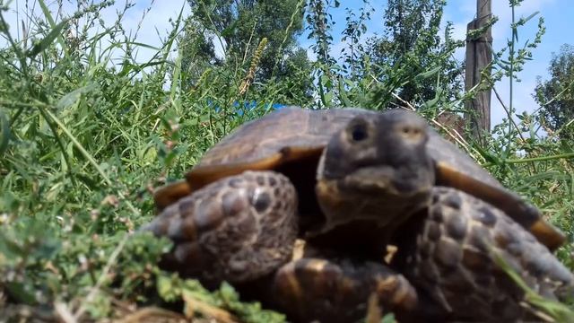 The Mediterranean Turtle = средиземноморская черепаха