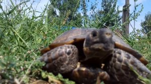 the Mediterranean turtle = средиземноморская черепаха