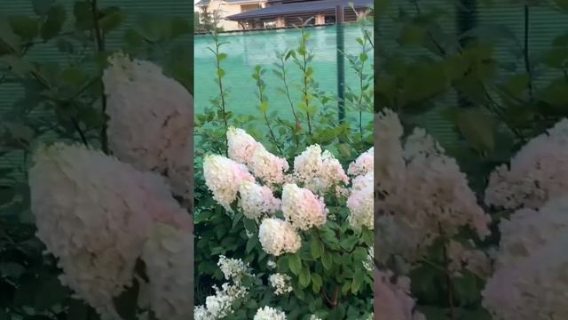 #hydrangea #гортензия #садгортензий #hortensia #сад #hydrangeas #метельчатаягортензия #paniculata