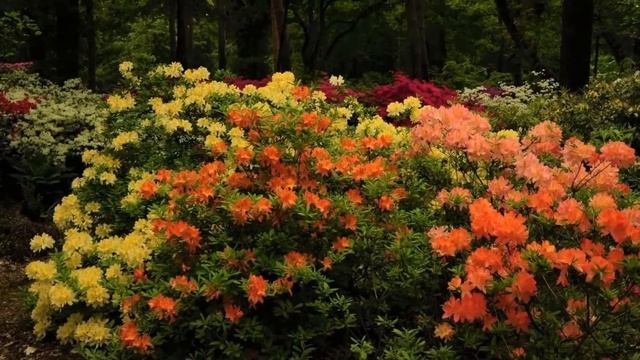 Рододендрон листопадный в ландшафтном дизайне