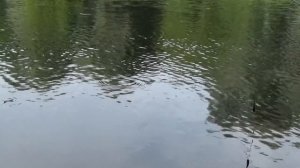 Карась, Полудонка на реке, много поклевок, много рыбы