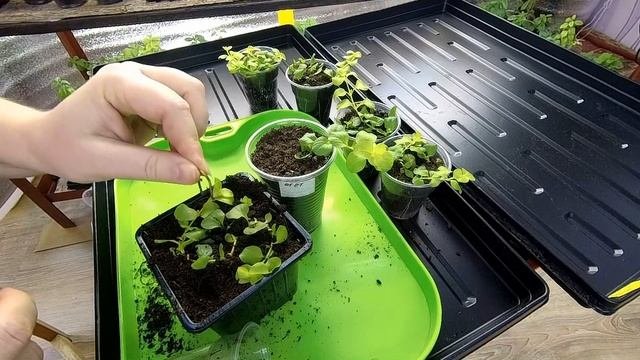 Вербейник монетчатый. Растим вместе.