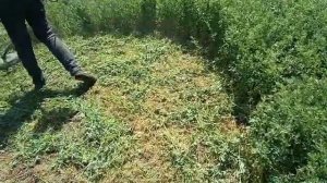 Косим люцерну тримером.