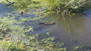 Выдра, ондатра или бобёр