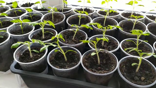 Результат подкормки. Мои ошибки. смотреть онлайн