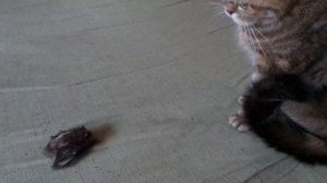 Настоящая летучая мышь...