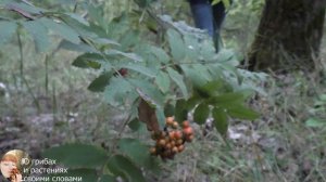 ГРИБЫ ПОСЛЕ ДОЖДЕЙ в Июле 2021. Как приготовить грибы в кляре