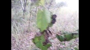 грибы в ростовской области сейчас.mushrooms in the Rostov region now