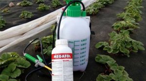 Обработка клубники весной от болезней и вредителей