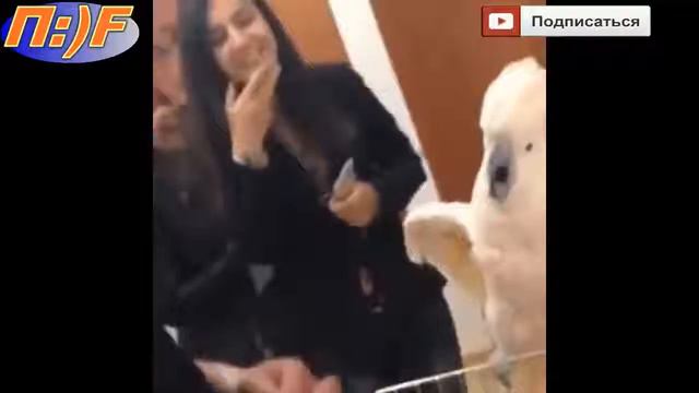 Попугай боится щекотки смотреть онлайн
