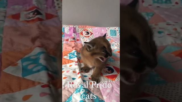 Как мяукает каркал, малыш каракал. How caracal meowing. Babyborn caracal