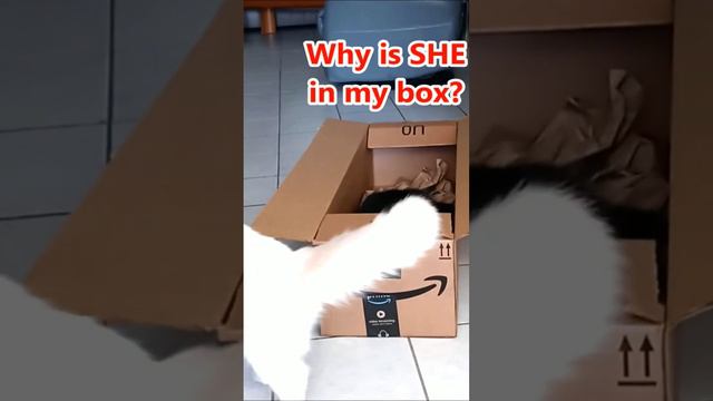 Why is SHE in my box? ZEUS (aka Thugman) the Ragdoll cat #short