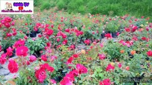 20k COUNTRY ROSES ?GARDEN 2020