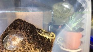 Оформление террариума для пустынного СКОРПИОНА.  Течь аквариума!