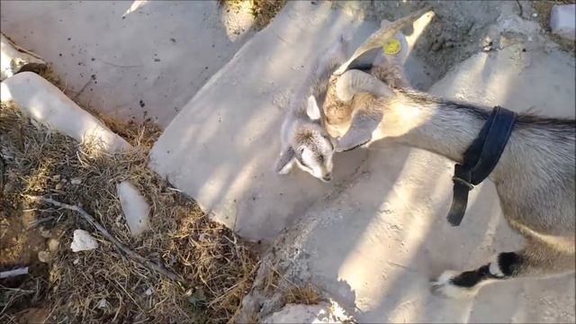 Прыжки по лестнице קפיצות במדרגות смотреть онлайн