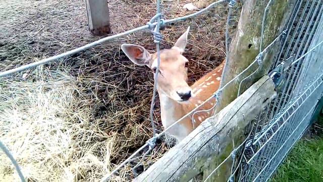 Дальнобой. Июль 2017. Часть 2. Мама-дальнобойщица 2. смотреть онлайн