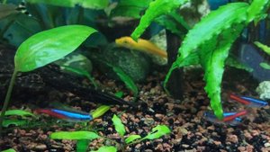 Кормление рыбок в 100 литровом аквариуме/ Птеригоплихт/ Мраморные боции