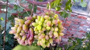 Виноград Преображение на горизонтальной шпалере.