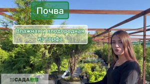 ВСЕ О СОРТЕ ЗАПАДНОЙ ТУИ ВУДВАРДИ
