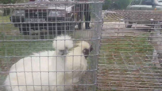 VLOG.Выставка птиц/Выходной день смотреть онлайн