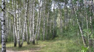 Дождь. Михаил Митраков "MiX-Л_Georgy_S".