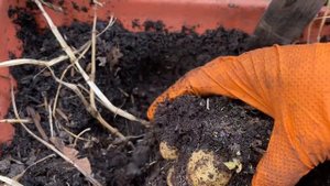 Вегетативные Георгины! Какие клубни у них образуются?