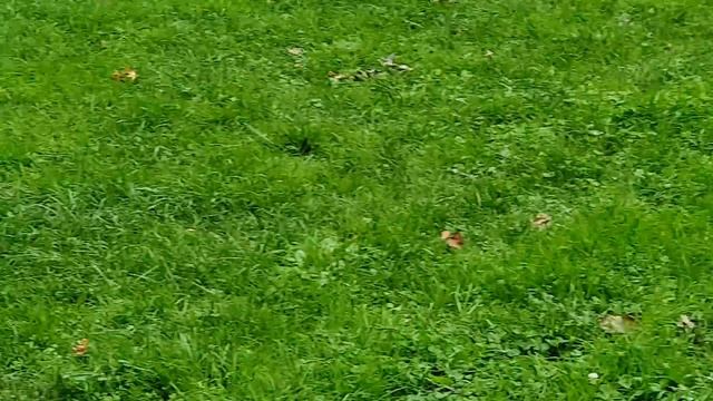 ЦПКИО имени Горького. Таким, как он должен быть. Это Central Park NY, где можно словить белочку. смотреть онлайн