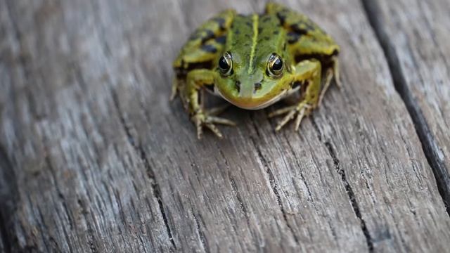Лягушечка пришла по сухому дереву прямо к нам... смотреть онлайн