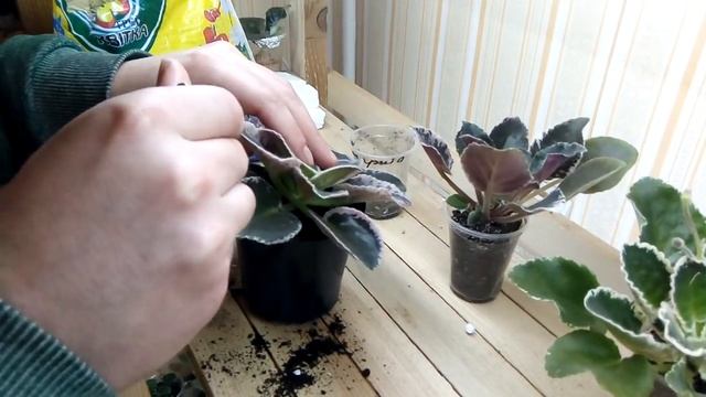 Правильная и нужная перевалка пестролистных фиалок смотреть онлайн